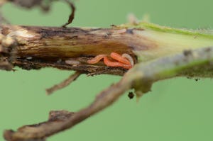 soybean-gall-midge-larvae.jpg