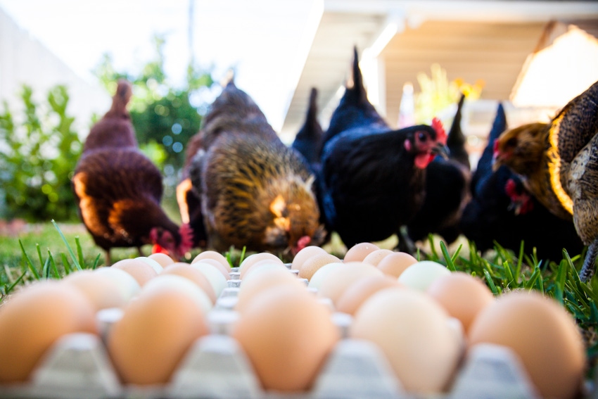 free-range hens with cage-free eggs
