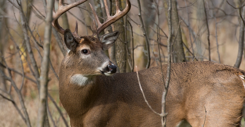 Whitetail buck in the woods