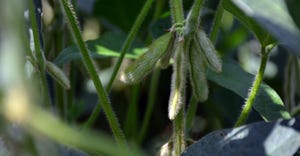2video-soybean-pods-2-ron-smith-dfp.jpg