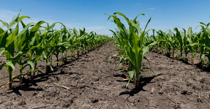 Corn field with dry soil