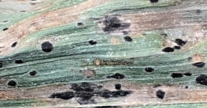 close-up view of tar spot on a corn leaf