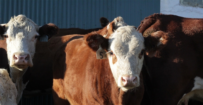 Cattle Cattle