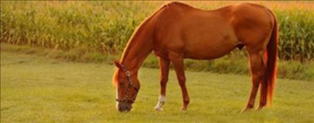 vaccinate_horses_against_west_nile_virus_eastern_equine_encephalomyelitis_1_636062886344711197.jpg