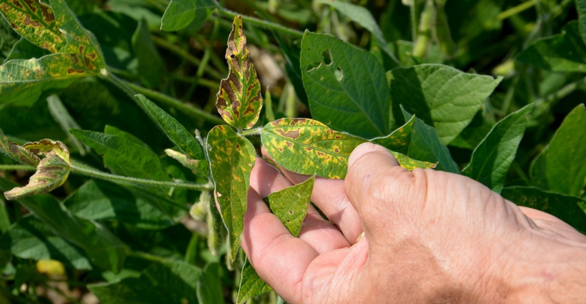 Close-up of soybean sudden death syndrome Close-up of soybean sudden death syndrome