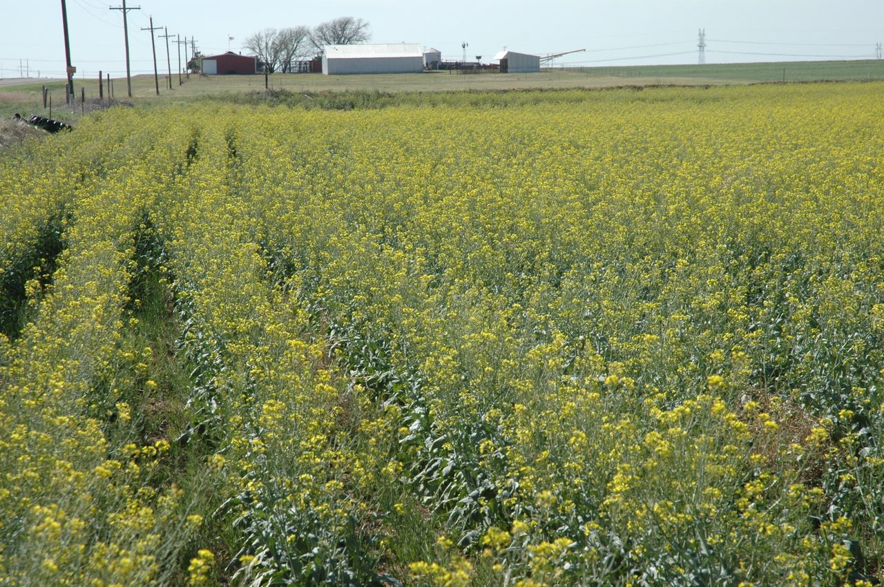 Canola as a wheat alternative Canola as a wheat alternative