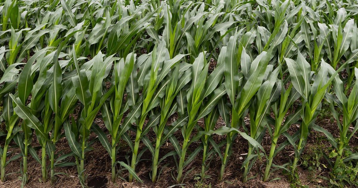 Storms, flooding, hail test U.S. corn and soybean farmers