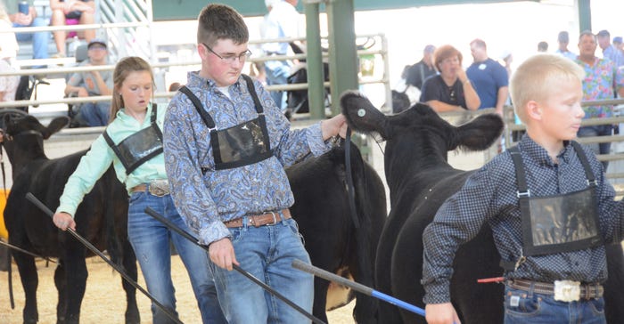 Curt Lemenager showed his young heifer with precision Curt Lemenager showed his young heifer with precision