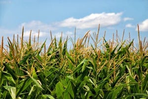 7.19 corn in drought.jpg