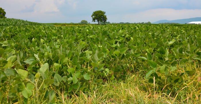 Ground-level view of soybean field