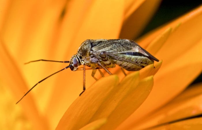 A close up of a Lygus bug on a sunflower petal