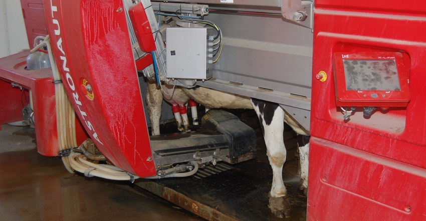 cow being milked by robotic milker