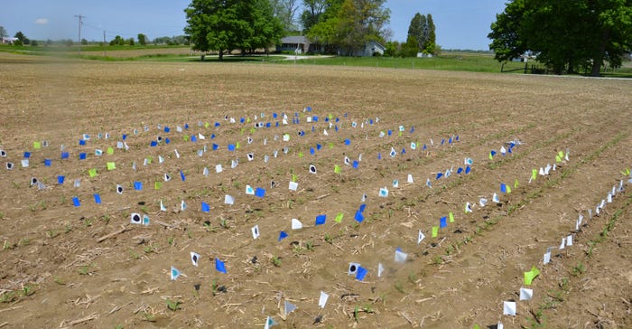 Wide variety of colors of flags in a conventional corn emergence plot