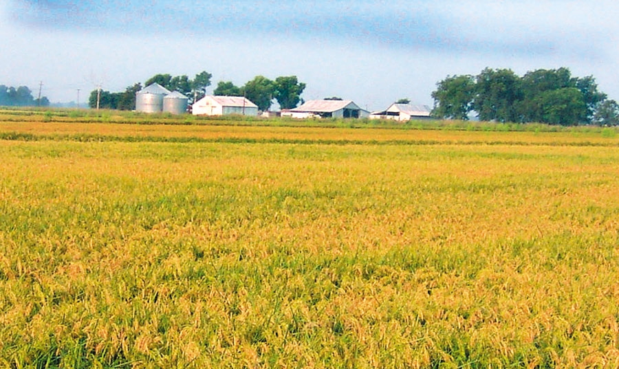 Don’t bet your farm: An estate plan can help preserve assets