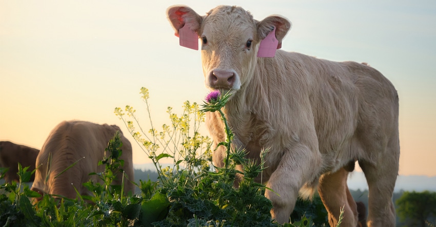 Cute calf looking curiously at the camera. Morning pasture in summer.