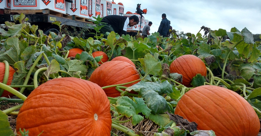 Workers harvest shiny orange pumpkins from field