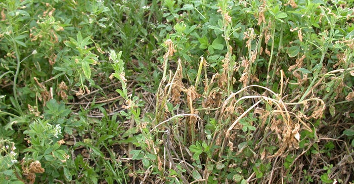 Alfalfa plants damaged and killed by frost with new growth emerging.