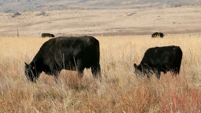 Cattle grazing on a range.
