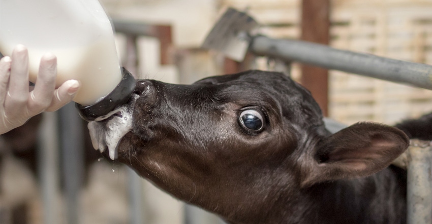 Calf being bottle-fed