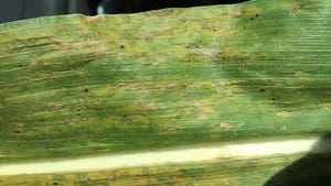 signs of tar spot lesions on corn