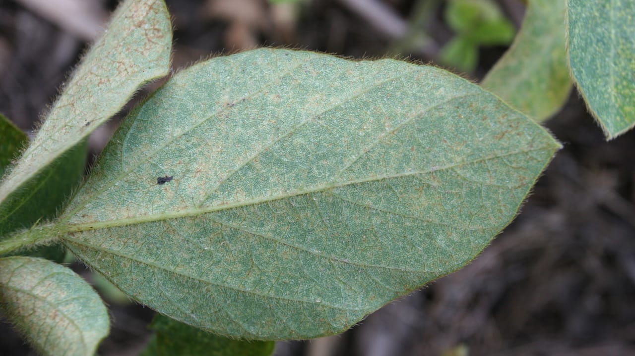 Look out for spider mites on soybeans if summer turns dry