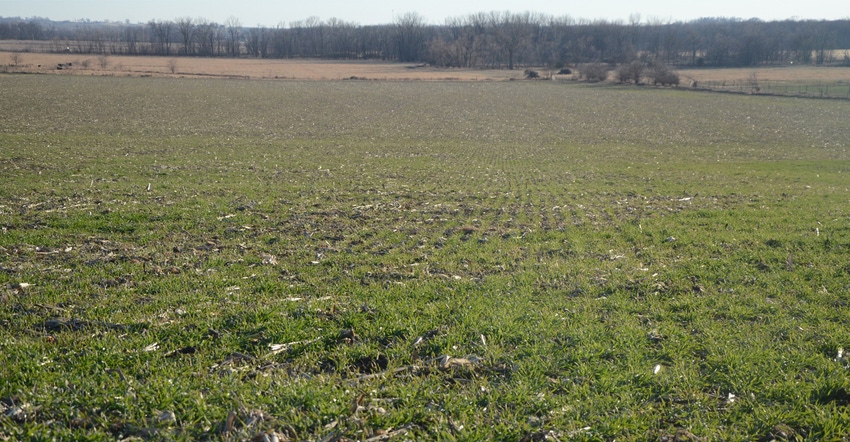 Field of cover crops Field of cover crops
