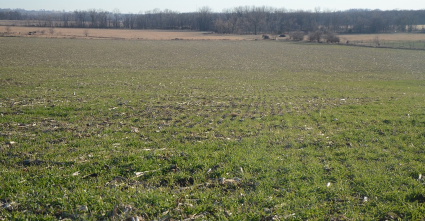 Field of cover crops