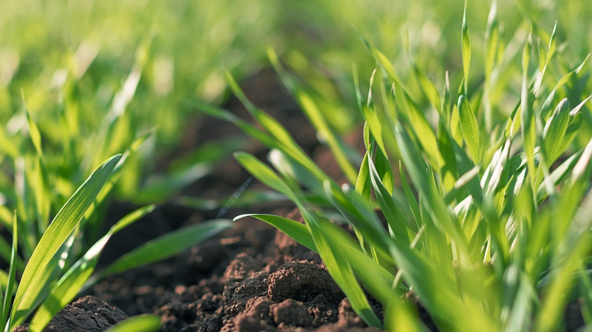 Young wheat seedlings growing in a field