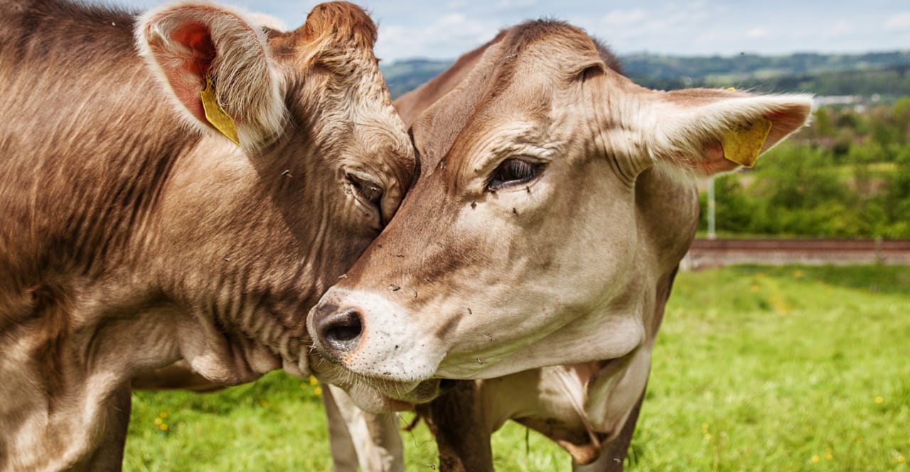 Cow Razzle British breeders look for 'moo love' on