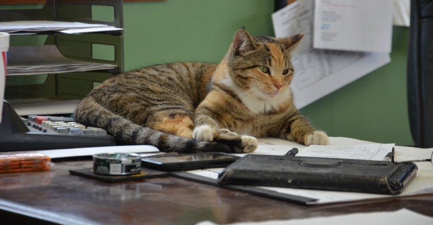 a calico cat named John Deere lying on a desk
