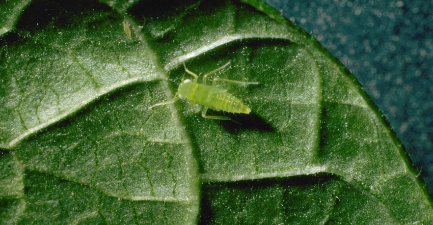 potato leafhopper potato leafhopper