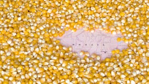 Brazial safrinha corn