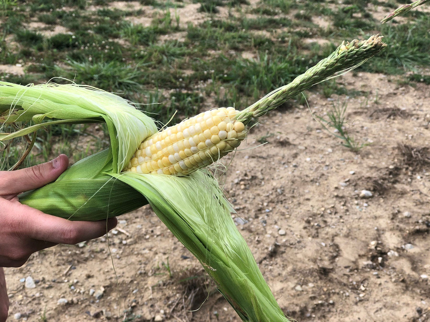 half-shucked ear of corn with long, thick tassel-like structure protruding from its tip