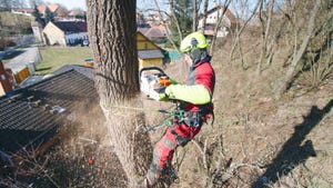 Man with chainsaw trimming tree