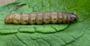 Black cutworm larvae 