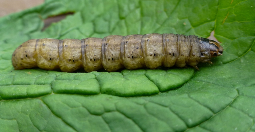 Black cutworm larvae Black cutworm larvae