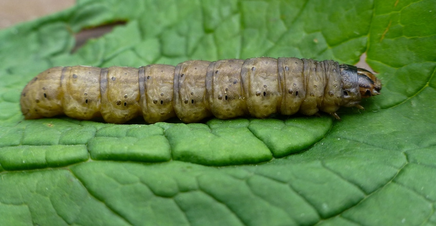 Black cutworm larvae 