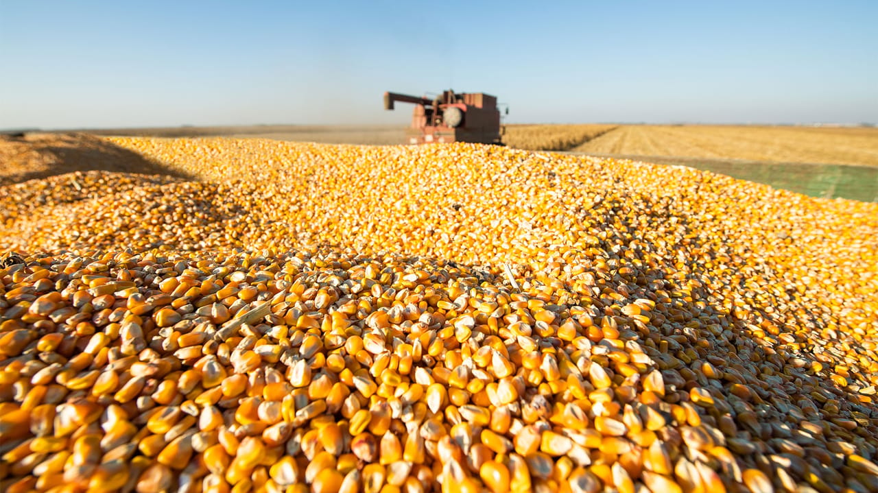 Corn acres expected to drop 4 million in 2026