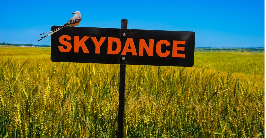 wheat_skydance-WEB.jpg
