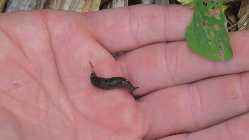 slug in palm of hand