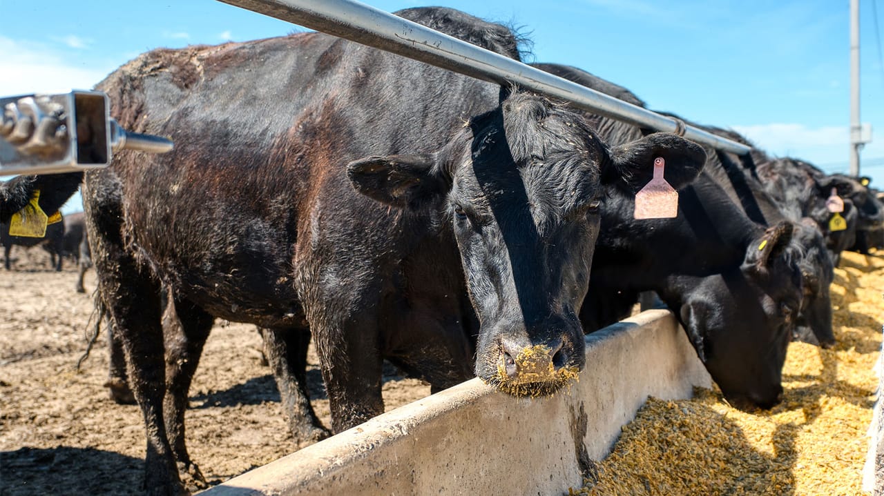 Santa Rosa Feedyard Cattle in U.S. feedyards drop to 8-year low