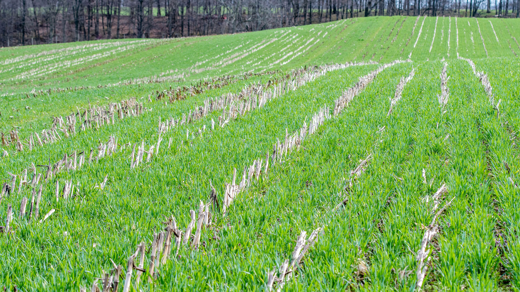 Cover Crop Seed Costs To Increase   0612H 3734A 1800x1012 