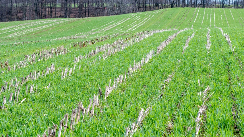 Annual rye cover crop growing in corn stubble in Maryland