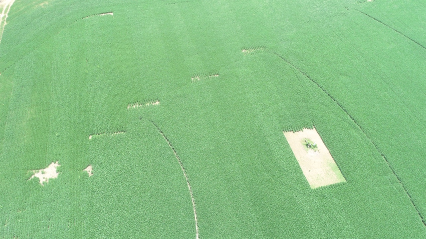  Aerial view of a soybean field with bare areas