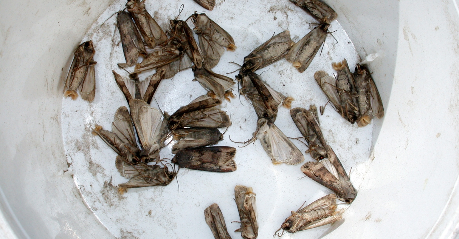 2 Moth Traps - Able Catch Pantry Pest Trap