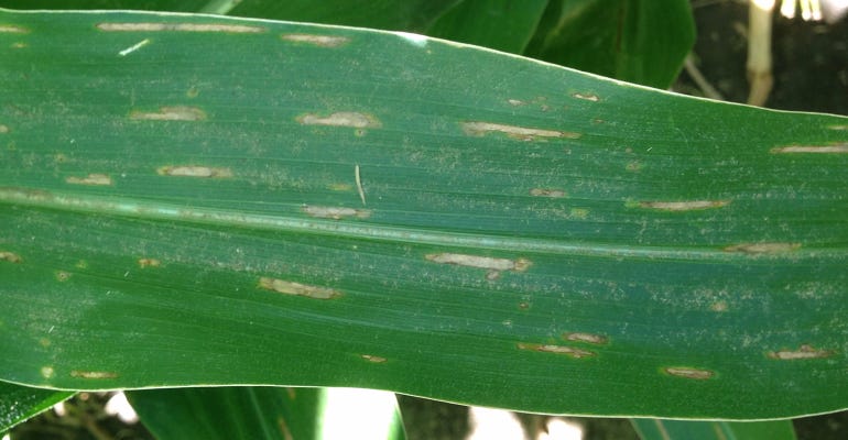 Gray Leaf Spot on corn leaf