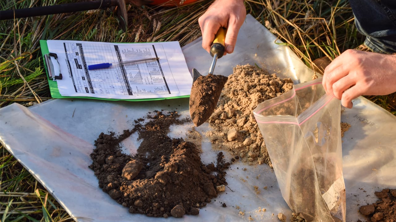 How to Test Backyard Soil Fertility: Easy Steps for Lush Gardens