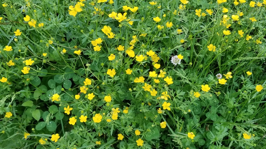 yellow buttercup flowers