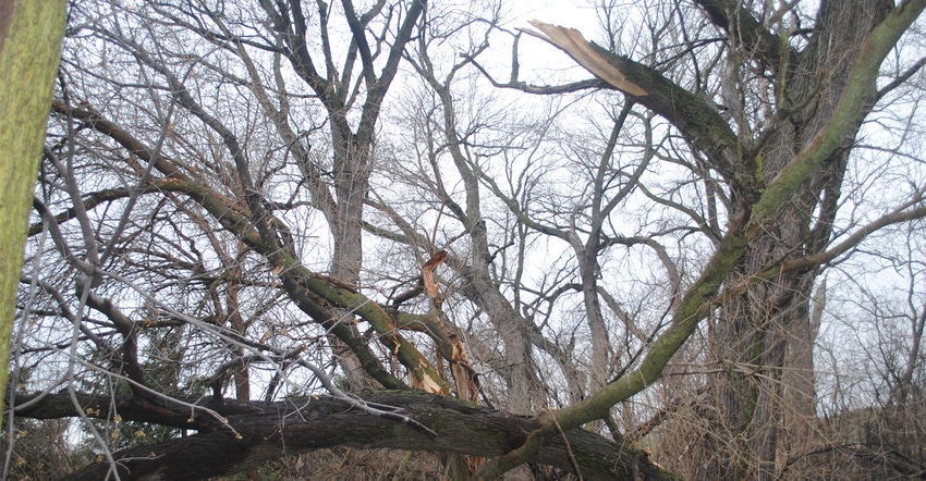 sliver maples damaged from ice storm