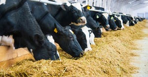 Dairy cows line up to eat 